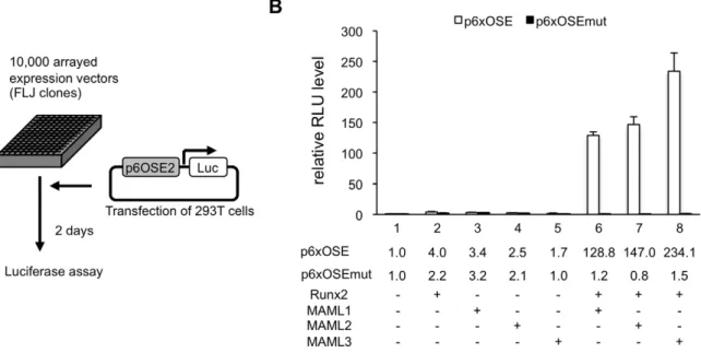 Figure 1. MAML1 enhances the transcriptional activity of Runx2. A, 293T cells were transiently transfected with p6OSE2-Luc reporter, Runx2 expression plasmid, and about 10,000 FLJ expression plasmids