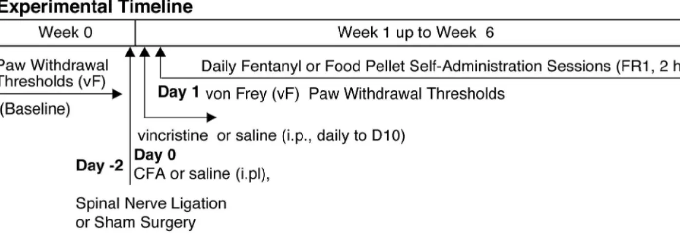 Figure  1  illustrates  the  general  experimental  design.  von Frey paw withdrawal thresholds were collected on all subjects.