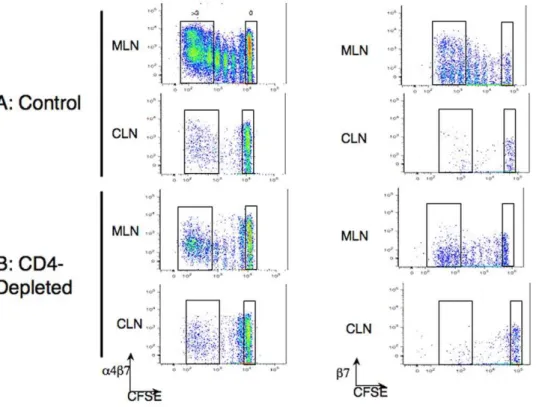 Figure 3. Expression of adhesion molecules on proliferating ova-specific CD8 + T cells after HSVova