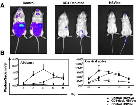 Figure 6. Bioluminescent imaging of the memory response. (A) Mice were re-challenged with 25 nM SIINFEKL peptide 45 days post priming and biodistribution of T-lux/OT.1 cells was determined using in vivo imaging