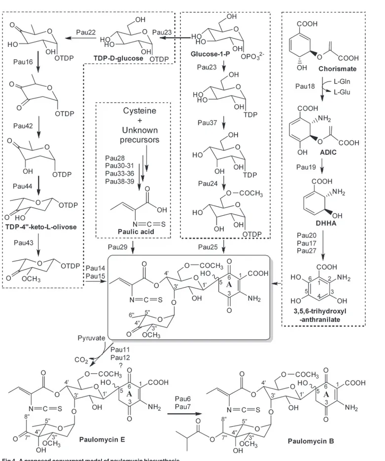 Fig 4. A proposed convergent model of paulomycin biosynthesis.
