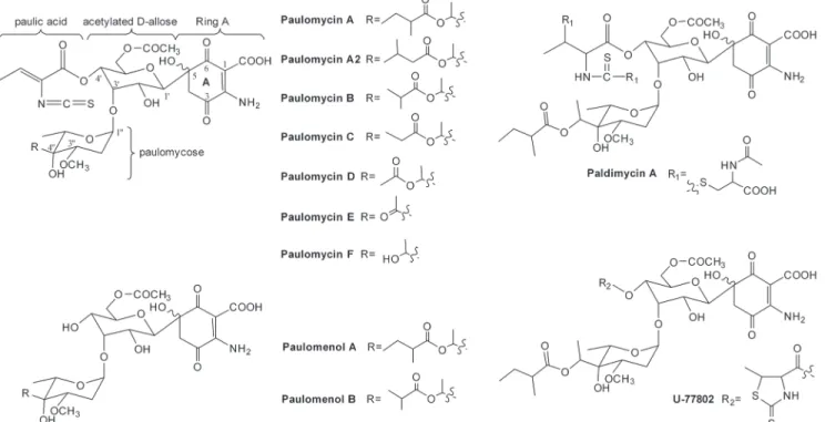 Fig 1. Structures of the paulomycins, paulomenols and two of their analogs decorated at the paulic acid moiety, paldimycin A and U-77802.