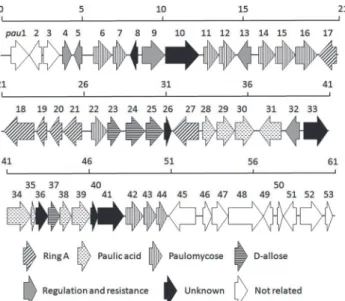 Fig 2. Genetic organization of the pau gene cluster from S. paulus NRRL 8115. Proposed functions for individual ORFs are coded with various patterns and summarized in Table 1.