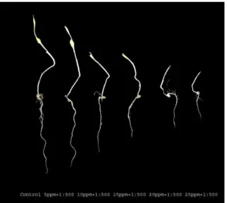 Figure 7. Effect of alleviating solutions on root and shoot length of Sorghum. 