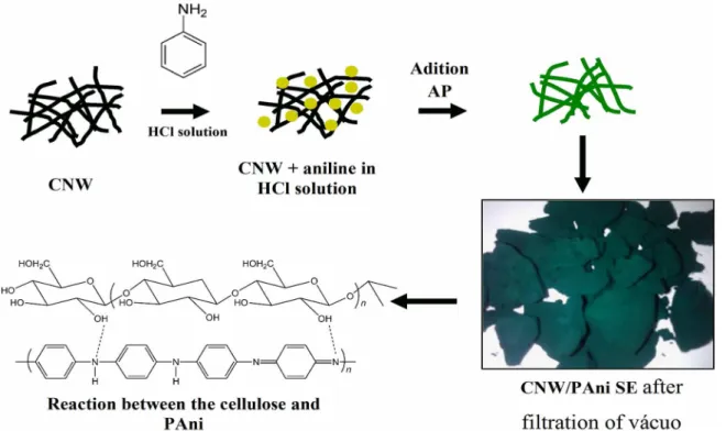 Figure 1 shows the scheme of functionalization of cellulose  with PAni ES.