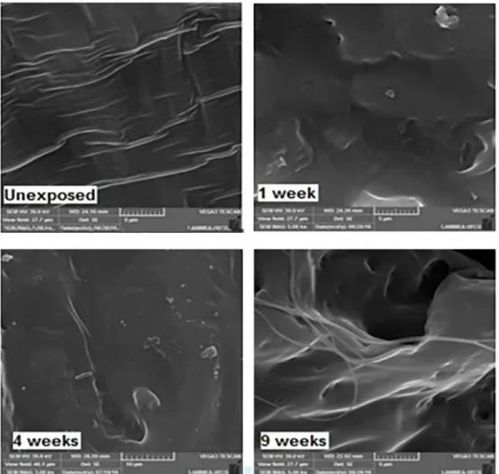 Figure 6. SEM micrographs of PCL fracture surface exposed to UV-B radiation. Exposure times up to 9 weeksFigure 5 for 1 week, presence of micro cracks on PCL surface 
