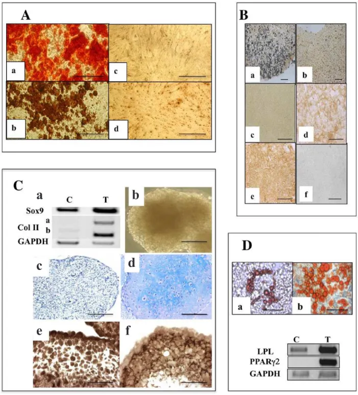 Fig. 1. Distinct in vitro differentiation potentials of pulpal progenitors. (A) Mineralisation potential of A4, H8 and  C5 clones