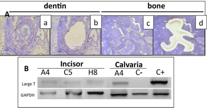 Fig. 5. Presence of transplanted cell progenies in areas of neo-dentin or bone formation