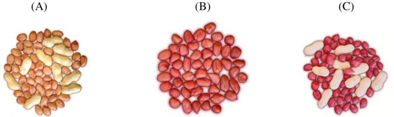 Figura 2. Cultivares de amendoim: (A) 'Runner IAC 886', (B) 'IAC Tatu ST', (C)  'IAC 213'