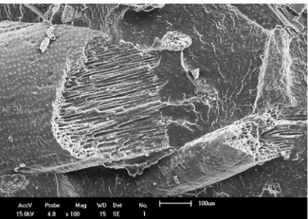 Figure 16. SEM micrograph of PCL/20% Epi babassu compound  at 100 magnification. 41