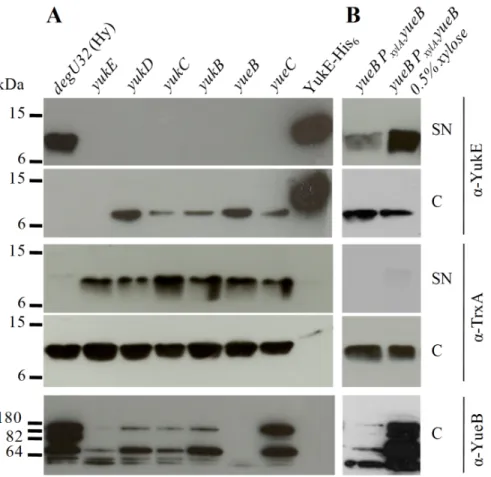 Figure 5. YukE production and secretion by BsEss mutant strains. A. YukE and TrxA (cytosolic control protein) were immunodetected in supernatant precipitates (SN) and cell protein extracts (C) of strain W654 (degU32(Hy)) and its derivatives with individual