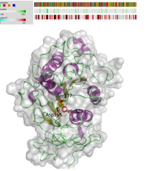 Figure 1. AT-content of Vesv1 gene and predicted tertiary structure of Ves v 1 protein