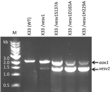 Figure 4. Expression analysis of the active and mutated Vesv1 forms by RT-PCR. RT-PCR with primers binding to AOX1 promoter and AOX1 terminator was performed on total RNA of wild type P.