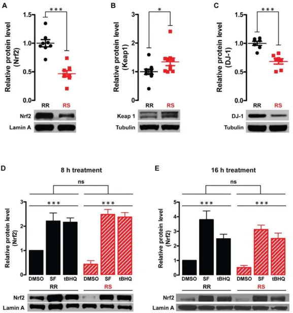 Figure 6. Differential expression of genes in the canonical Nrf2-mediated oxidative stress response pathway