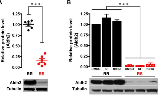 Figure 8. Differential expression of Aldh2 at baseline and following activation of Nrf2 pathway