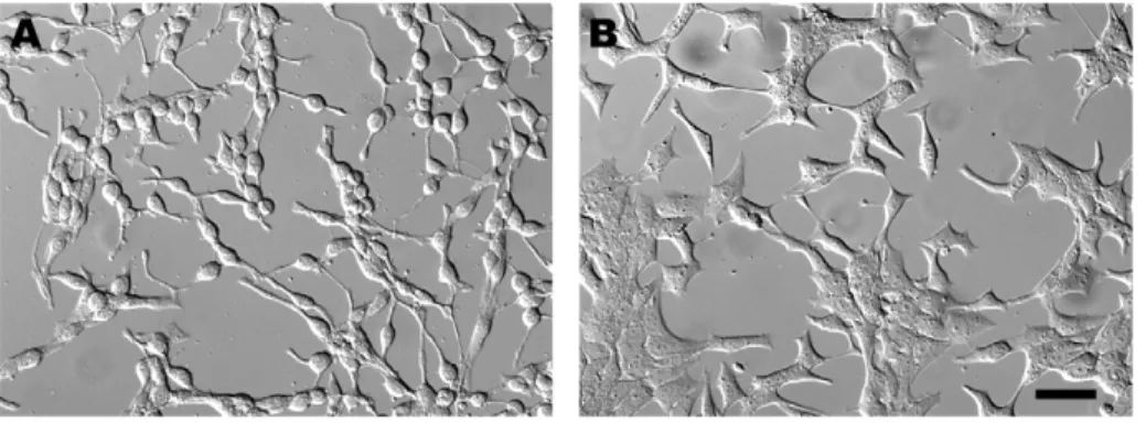 Figure 1. Morphology of CRI-G1 cell lines. A. Parental CRI-G1 cells are rounded, have slender processes, and grow in clumps and ribbons rather than forming an epithelial monolayer