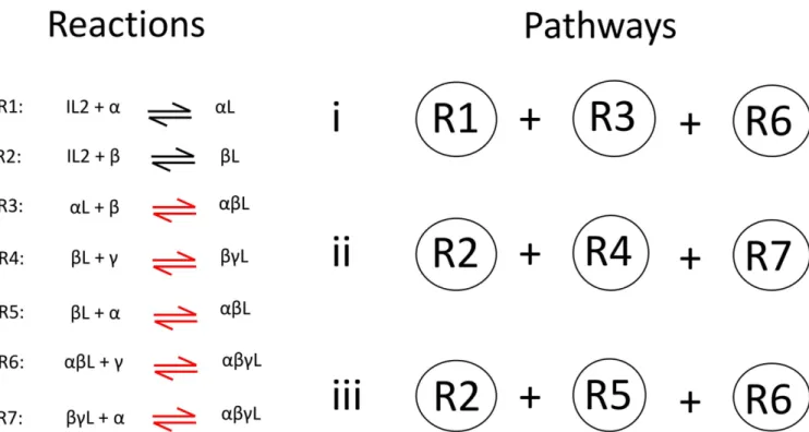 Fig 1. Scheme for the assembly of high affinity IL2 receptor (IL2-IL2Rα-IL2Rβ-γc). Left panel shows the reactions considered in the model network
