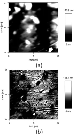 Figure 4. (a) Photomicrography for secondary electrons  1 0 , 0 0 0 ×   a n t i c o r r o s i v e   f i l m   o f   p o l y s t y r e n e   ( P S )   o n  ASTM 1080 steel; (b) Photomicrography for secondary electrons  10,000× of anticorrosive film of starc