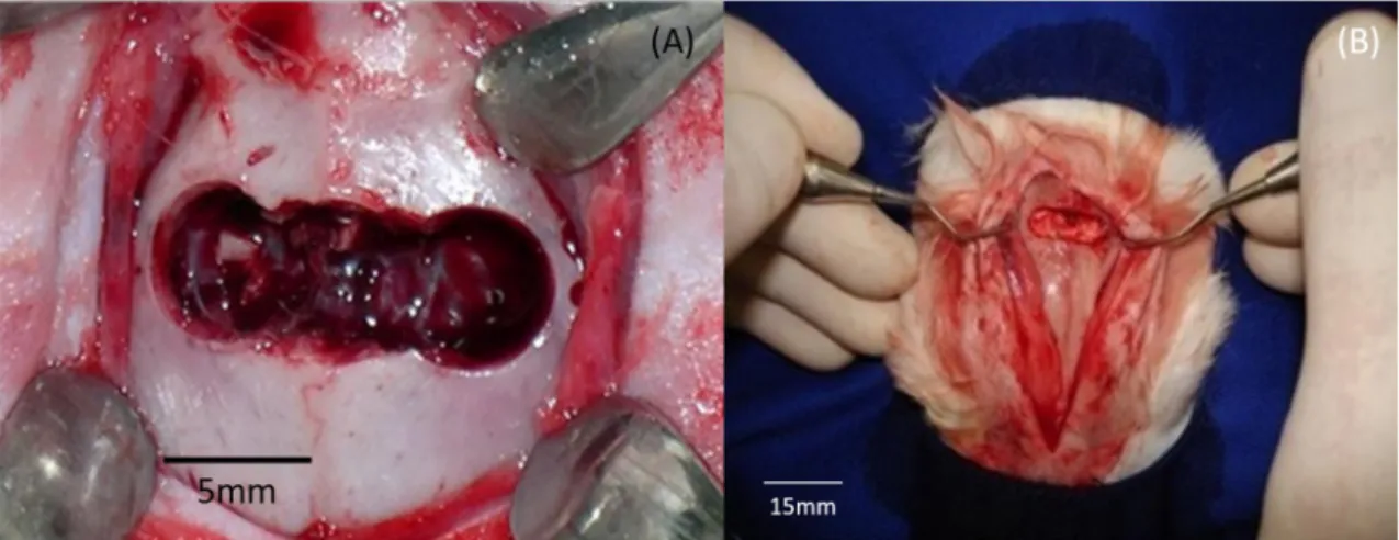 Figure 2. Bone defect created in the skull cap with elliptical shape and dimensions of 1.5 cm × 0.5 cm