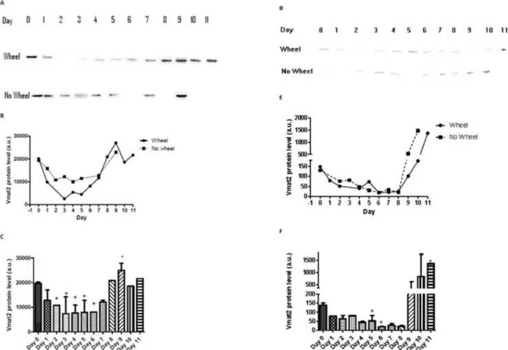 Figure 4. Experiment 2, Evaluation of the washout time course of Vivo-morpholinos targeting Vmat2 