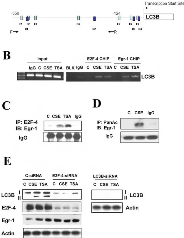 Figure 6. Regulation of LC3B by Egr-1 and E2F-4. (A) Putative Egr1 and E2F4 binding sites in the LC3b promoter