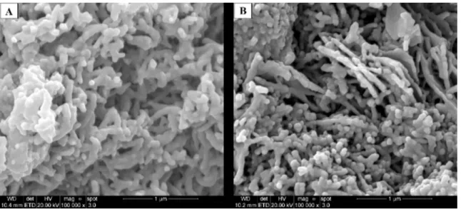 Figure 10. FESEM micrographs of PAni synthesized at temperature of (A) 0° C and (B) 55 °C.