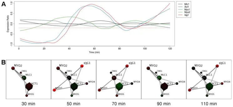 Figure 4. Mlc1 and Act1 are static hubs with some dynamic partners. (A) Graph of expression ratios in the cell cycle, over time, showing non- non-periodic expression of Act1 and Mlc1 and their interaction partners