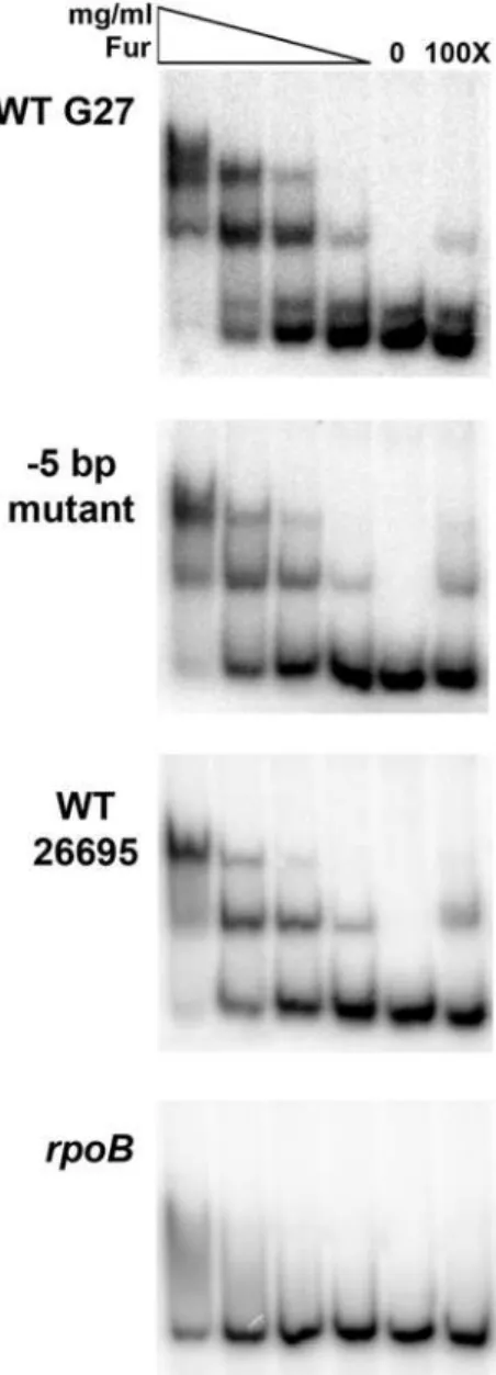 Figure 6. Fur binding to the sodB promoters. EMSAs were performed by incubating various concentrations of purified Fur with radiolabeled fragments of the WT G27, ‘‘25 bp swap,’’ and WT 26695 sodB promoters as well as the negative control promoter, rpoB, as