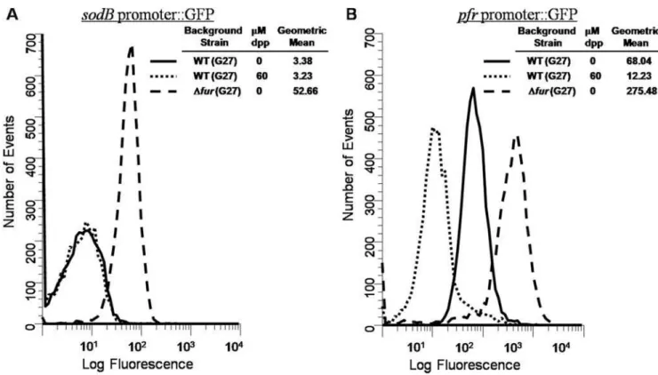 Figure 1. Flow Cytometry analysis of sodB and pfr GFP reporters. Strains bearing sodB::gfpmut3 or pfr::gfpmut3 promoter fusions were grown overnight in either iron replete or iron depleted media