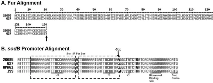 Figure 3. Alignments of Fur and of the sodB promoters. Panel A contains the alignment of the predicted Fur amino acid sequences of G27 and 26695