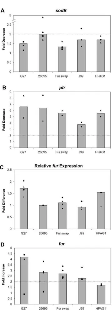 Figure 4. Strain specific differences in sodB regulation. Various H. pylori strains were grown to exponential phase as described in the
