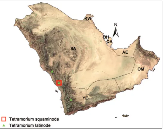 Figure 14. Distribution of Tetramorium squaminode-group in the Arabian Peninsula.