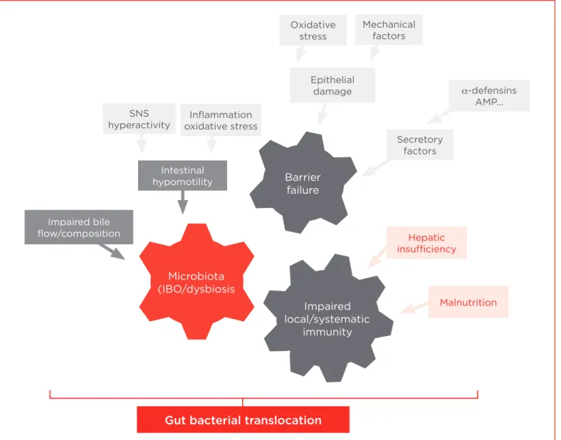 Figure 2. Mechanisms of gut bacterial translocation in advanced cirrhosis.