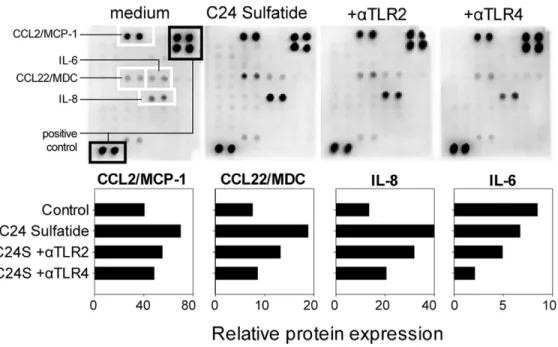 Figure 3. TLR2 and TLR4 are involved in sulfatide signaling in DCs. CD14+ monocytes were cultured for 6 days in the presence of GM-CSF and IL-4 to obtain immature DCs