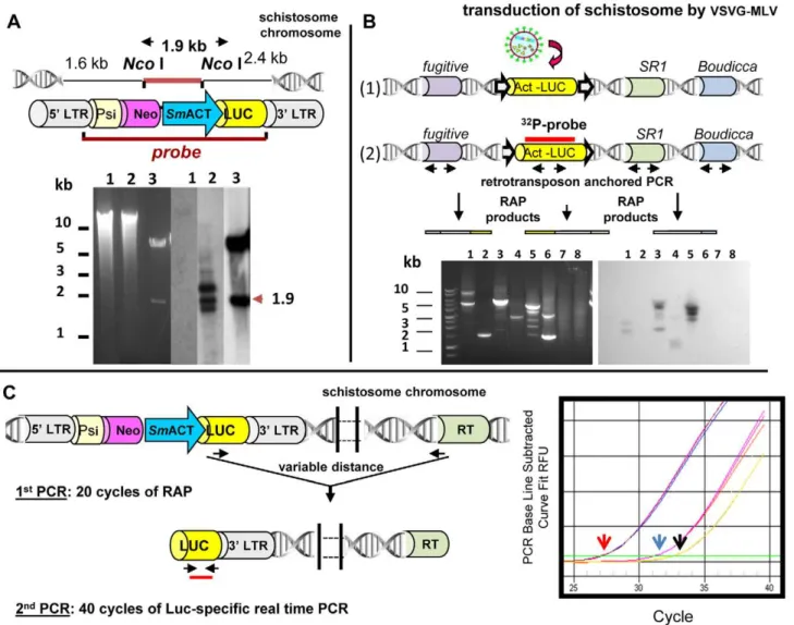 Figure 4. Approaches to identify, clone, and quantify integrated sequences into the schistosome genome