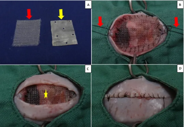 Figura 4.  Imagem  fotográfica  do  procedimento  cirúrgico  em  ratos.  A:  membrana  de  polipropileno  (PP)  (seta  vermelha)  e  membrana  de  intestino  suíno  (SIS)  (seta  amarela), com quatro centímetros de comprimento por três centímetros de largu