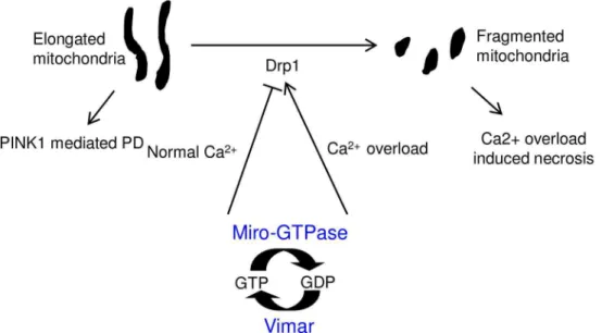 Fig 6. A schematic model of Miro/vimar function on mitochondrial morphology. In normal calcium conditions, the Miro/vimar complex promotes mitochondrial fission inhibition, and their GOF results in elongated mitochondria