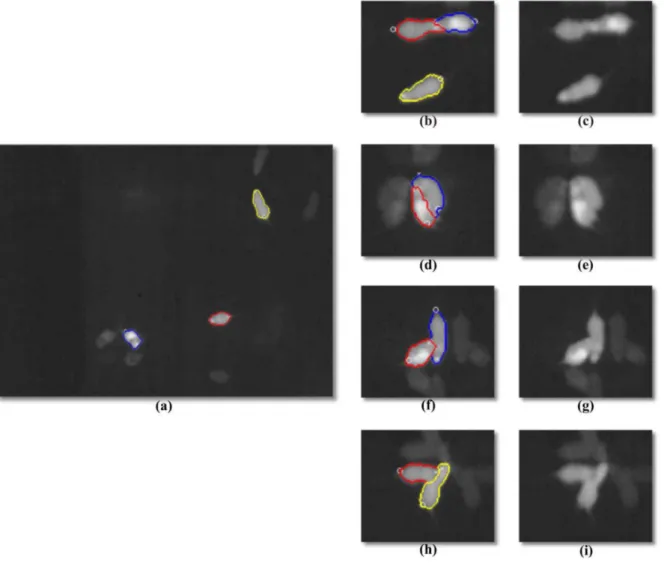 Figure 3. Examples of challenging mice interactions. The red, blue and yellow lines represent the contours detected by the tracking algorithm.