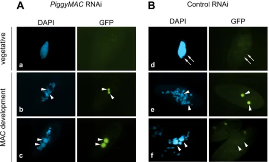 Fig 3. Localization of the GFP-TFIIS4 fusion protein upon PiggyMac RNAi. New developing macronuclei (new MAC) are indicated by white arrowheads, while white arrows point at MICs that are clearly visible only in panel d