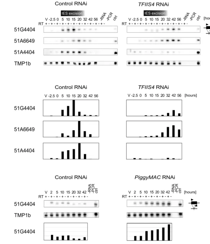 Fig 6. Detection of IES-containing (IES+) transcripts. (A) RT-PCR and Southern blot detection of IES-containing transcripts (IES+) in a control culture (cells silenced for ICL7 gene expression) and in TFIIS4-silenced cells