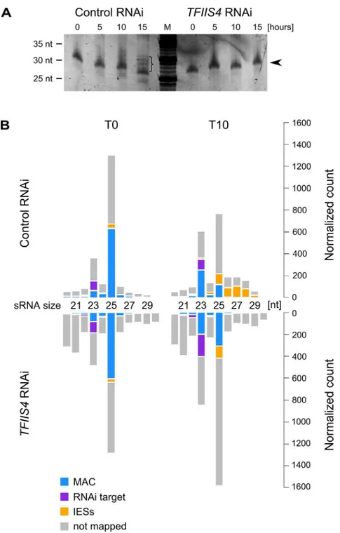 Fig 7. Analysis of sRNA populations in TFIIS4-silenced cells. (A) Total RNA samples corresponding to the T0, T5, T10 and T15 time-points from the above experiment were run on a denaturing 15%