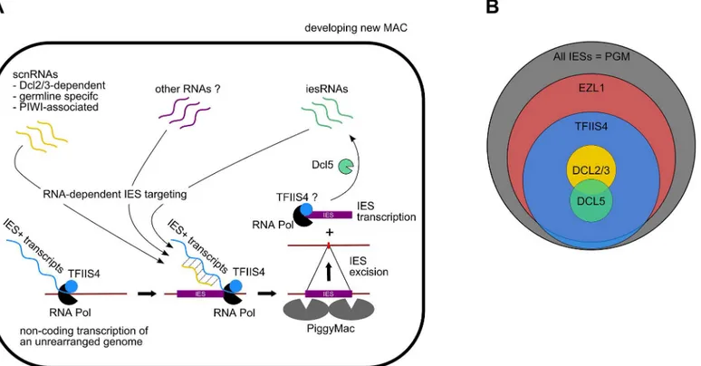 Fig 8. Proposed role of TFIIS4 in RNA-dependent DNA elimination. (A) Possible role of TFIIS4 in the new developing MAC