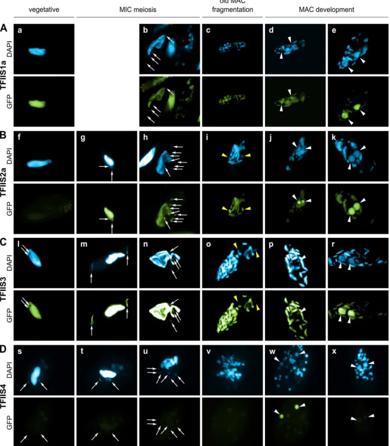 Fig 2. Localization of GFP fusion proteins forTFIIS1a, TFIIS2a, TFIIS3 and TFIIS4. For each transgene, representative images illustrate different developmental stages observed in a population of cells derived from a single injected caryonide
