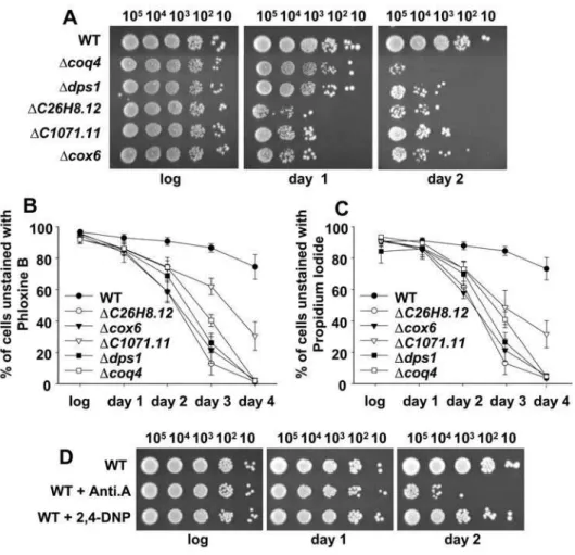 Figure 4. Inhibition of the electron transfer chain causes a reduction of the life span