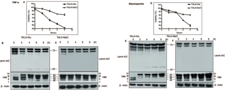 Figure 6. Expression of VIM and cell viability analysis of TALH cells during apoptosis induction