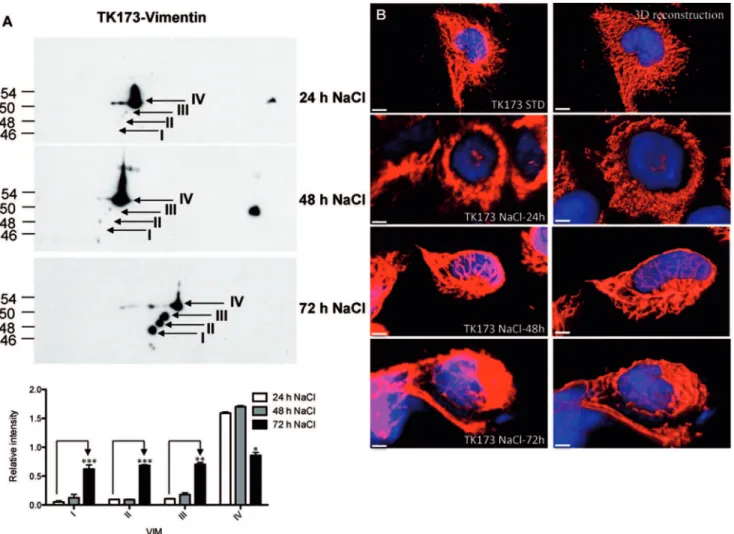 Figure 4. Differential expression of VIM forms under osmotic stress conditions in TK173 renal fibroblast cells