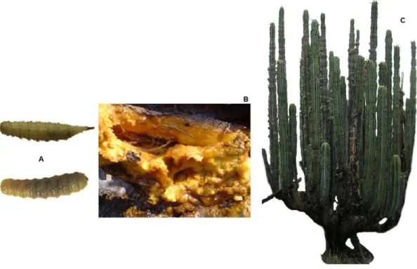 Figure 1. Larval species (a), decayed cactus tissues (b) and columnar cactus Isolatocereus dumortieri (c).