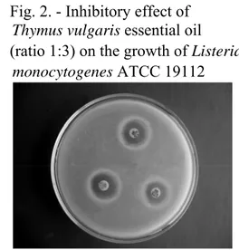 Fig. 1. - Inhibitory effect of                     Fig. 2. - Inhibitory effect of  Majorana hortensis essential oil              Thymus vulgaris essential oil   (ratio 2:1) on the growth of Listeria        (ratio 1:3) on the growth of Listeria  Monocytogen