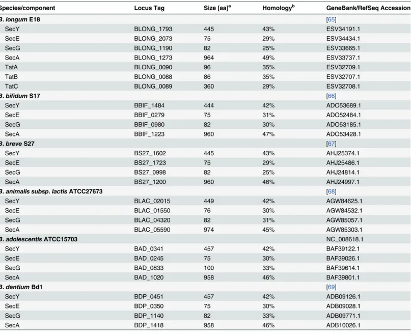 Table 1. Components of the major protein secretion machineries encoded on the genomes of representative Bifidobacterium sp.