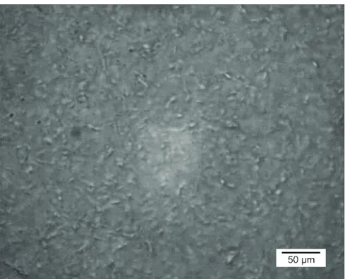 Figure 6. Optical microscopy image of blank microparticles (no chia oil added).